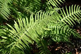 Image result for Thelypteris confluens