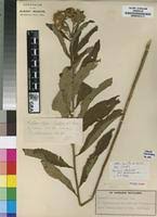 Image result for Vernonia adoensis