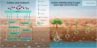 Plant root mechanisms and their effects ...