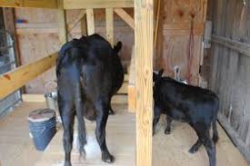 Tips For Training Your Dexter As A Family Milk Cow Dexter Cattle For Sale Cow Milk Cow