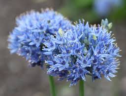 You will learn in the instructions which kinds of the allium there are and how they are optimally fostered. Allium Caeruleum Growing Guide Blue Globe Onion Azure Flowered Garlic