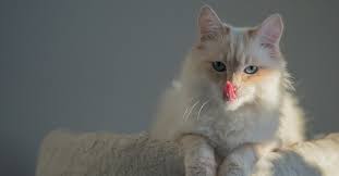 Low maintenance pets are wonderful in that they enable you to have warmth and something to care for in your home without requiring much effort. 7 Low Maintenance Pets For Apartments