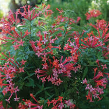 Image result for Bouvardia longiflora