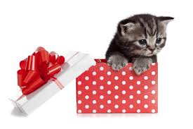 Over 2,434 cuddly baby cat pictures to choose from, with no signup needed. 136 718 Baby Cat Photos Free Royalty Free Stock Photos From Dreamstime