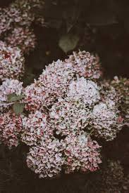 As blossoms on most oakleaf hydrangea varieties age, they fade to pink shades. Hd Wallpaper White And Pink Hydrangea Flowers In Closeup Photo Faded Natural Wallpaper Flare