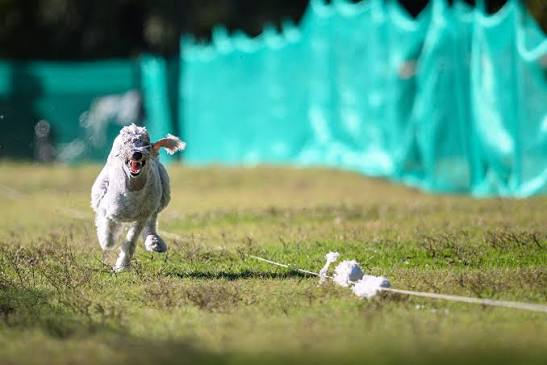 Bedlington Terrier running