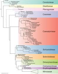 Image result for Fabaceae subfamily Caesalpinioideae