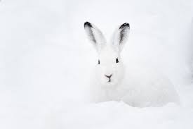 The arctic hare has ears that are much taller than other species of rabbits but they are smaller overall to help them maintain body heat. Arctic Hare