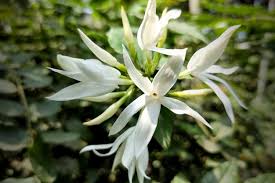 Image result for Jasminum multipartitum