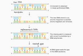 The Menstrual Cycle Worksheet Answers 12th Grade Biology Worksheet In 2020 Biology Worksheet Relationship Worksheets Molecular Genetics