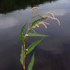 Image result for Persicaria lapathifolia