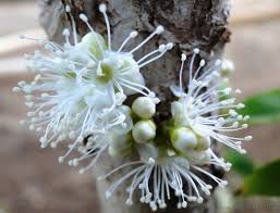 Image result for jabuticabeira em flor