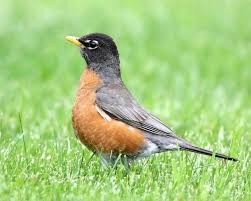 Eggshell pigments and color patterns reveal a lot about where a bird nests and the sorts of evolutionary challenges it faces before it even hatches robin's egg blue: Fossils And Other Living Things Questioning Robin S Eggs