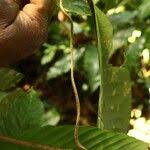 Image result for Landolphia violacea