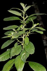 Image result for Clutia