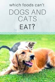 Cat and kitten insurance ». What Foods Can T Dogs And Cats Eat Huffpost Australia Food Drink