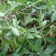 Image result for Cyclantheropsis parviflora