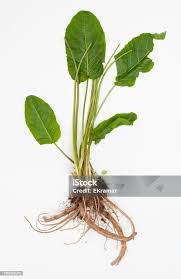 Image result for Rumex crispus