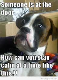Funny dog quote with image 2014 2015 / Genius Quotes on imgfave via Relatably.com