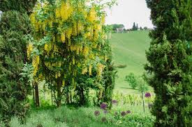 Weingarten Zypressen In 2020 Garten Zypressen Mediterraner Garten