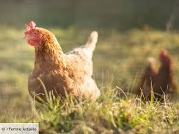 Le commentaire explicatif est toujours drôle. Une Poule Au Poulailler On Peut Craquer Femme Actuelle Le Mag