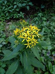 Image result for Senecio inornatus