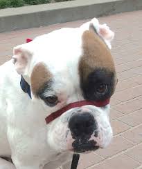 Uh I Mean Woof The Dogs Of San Francisco
