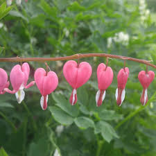 Mary Harris Nj On Instagram Bleeding Hearts From One Of My Flower Beds I Just Posted A Sunroom And Kitchen Farmhouse Tour My Flower Flower Beds Flowers