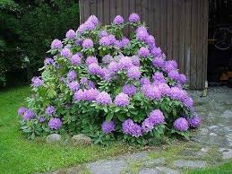 Rhododendron Catawbiense Catawbiense Grandiflorumrododendron Lila Grandiflorum Rododendron Rood Nova Ze Plants Flowering Shrubs Growing Plants