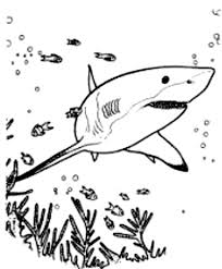 Dibujos de tiburones para colorear. Dibujo 21 De Tiburones Para Colorear