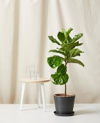 Water the soil only when the very top of the soil is dry, but also make sure that your ficus tree's pot has good drainage. Buy Potted Fiddle Leaf Fig Indoor Plant Bloomscape