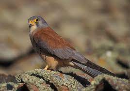 Habita en la península ibérica, el sur de francia e italia, los balcanes, gran parte de asia y el norte de áfrica. Los Cernicalos Primillas De Carmona Saldran Ganando Seo Birdlife