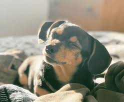 He is young and energetic but loves nothing more than napping with you in. Idxczcxlvtjzlm