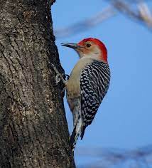 Red Bellied Woodpecker Backyard Birds Bird Photo Bird Pictures