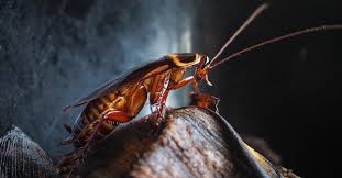 Apr 25, 2018 · how to use coffee grounds to kill roaches. How To Get Rid Of Cockroaches