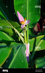 Image result for Musa ornata