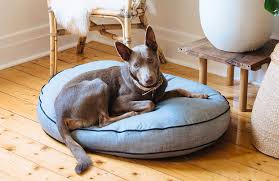 Check spelling or type a new query. 6 Things To Consider When Integrating Pet Furniture In To Your Home Hunting For George