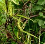 Image result for Ceropegia paricyma