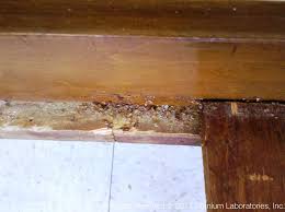 Bed Bugs Pictures 007 Bed Bugs Nesting In The Corner Of A Wooden Bed Frame Bed Bugs Pictures Bed Bugs Wooden Bed Frames