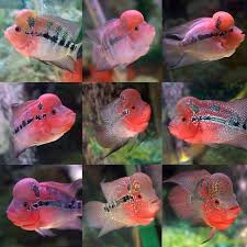 Flowerhorn Cichlids For Sale Flowerhorn Breeds Luohan Fish Ca La Han Aquarium Fish Cichlids Fish