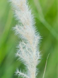 Image result for Bothriochloa