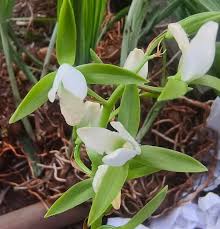 Image result for Eulophia dactylifera