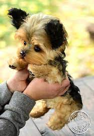 outstanding yorkshire terriers information is offered on our internet site check it out and you will not be sorry you did puppies yorkshire terrier dog breeds