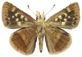 Image result for Triumfetta setulosa