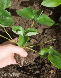 The strawberry plants have sent out their runners so it's time to transplant them into a new bed i've prepared. How To Grow New Strawberry Plants From Runners