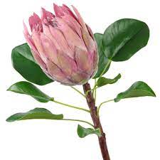 We also deliver gifts in south africa, so if you ever have to send a gift to your friends or relatives on their birthday or anniversaries, you can order them on our website from the convenience. Rinlong Artificial Protea Cynaroides Tropical Flowers Fake King Protea Silk Flower For Wedding Bridal Bouquet Home Kitchen Flower Arrangements Decor Buy Online In South Africa At Desertcart 56491671