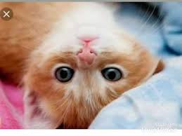 En Sirin Kedi Fotograflari 2 Bolum Youtube