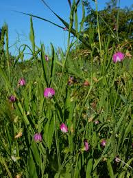 Image result for Lathyrus hirsutus