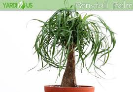 Indoors as houseplants, ponytail palms stay smaller—though they can still grow to multiple feet tall, with as mentioned before, overwatering can lead to root rot. Elephant Palm Tree Or Ponytail Palm Tree Best Tips List