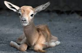 Image Result For Adorable Baby Gazelle Baby Animals Cute Animals Zoo Babies